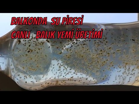 Video: Balıklarınız İçin Canlı Yem Olarak Su Pirelerinin Yetiştirilmesi - Akvaryum Kladocera