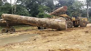 muat kayu besar ke logging/lori