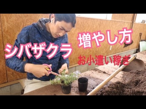 シバザクラの増やし方 お小遣い稼ぎ Youtube シバザクラの増やし方 お小遣い稼ぎ Youtube