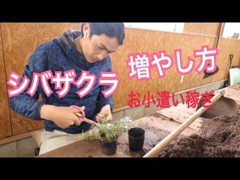 シバザクラの増やし方 お小遣い稼ぎ Youtube