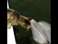 This cat and dolphin are best friends 