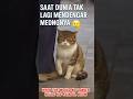 When the world no longer hears his painful meow 😢😭 #cat #america #viral #funny #shorts #short