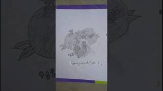 How To Draw pomegranate pomegranate drawing art