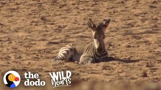 Herd Of Zebras Adopts Orphaned Baby | The Dodo Wild Hearts