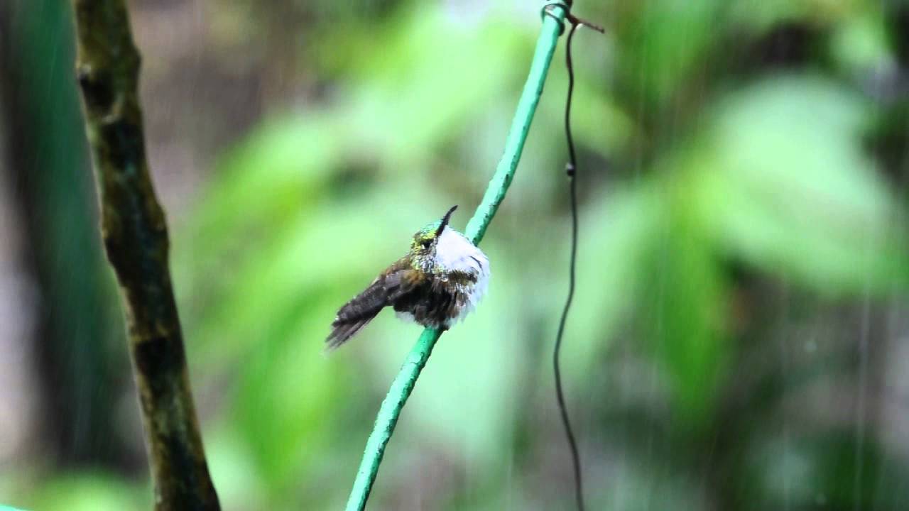 White-chested Emerald bathing in a rain shower 