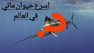 اسرع حيوان مائي في العالم و معلومات أخري شيقه وممتعه|حقائق