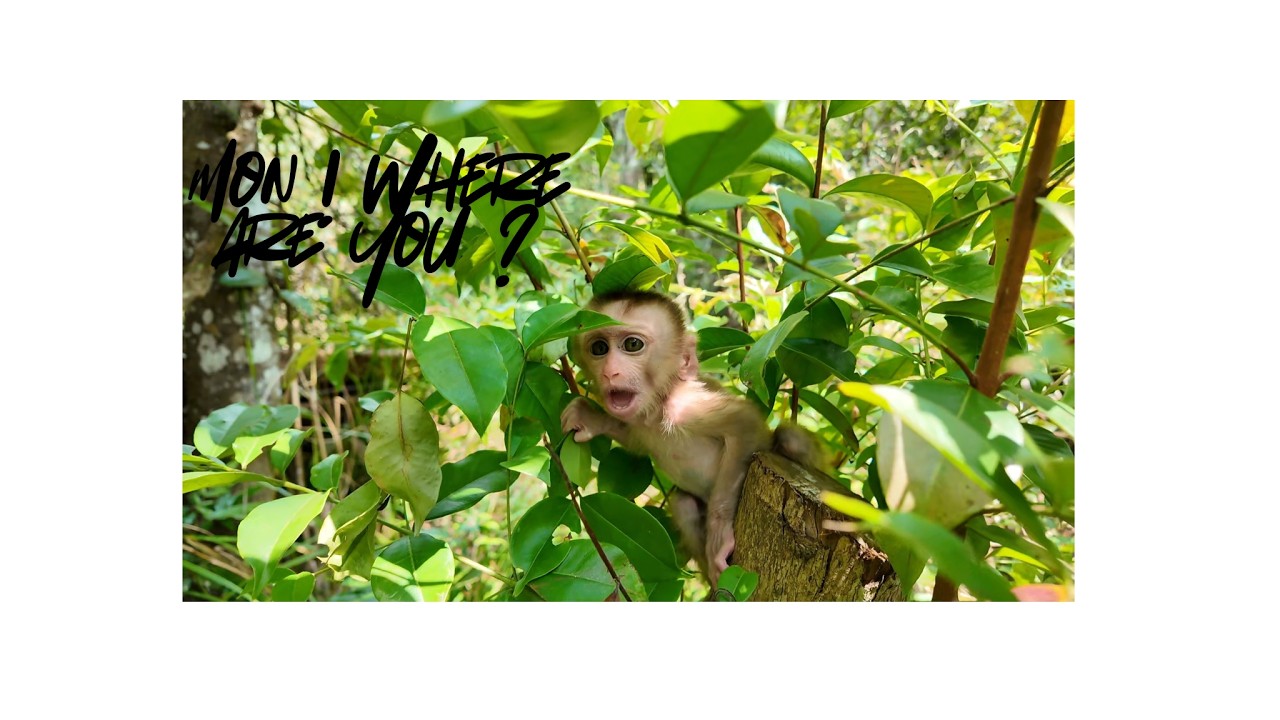 Finding a Terrified Baby Monkey in the Forest – A Heartwarming Story