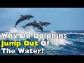 What Dolphins Are Really Doing When They Jump
