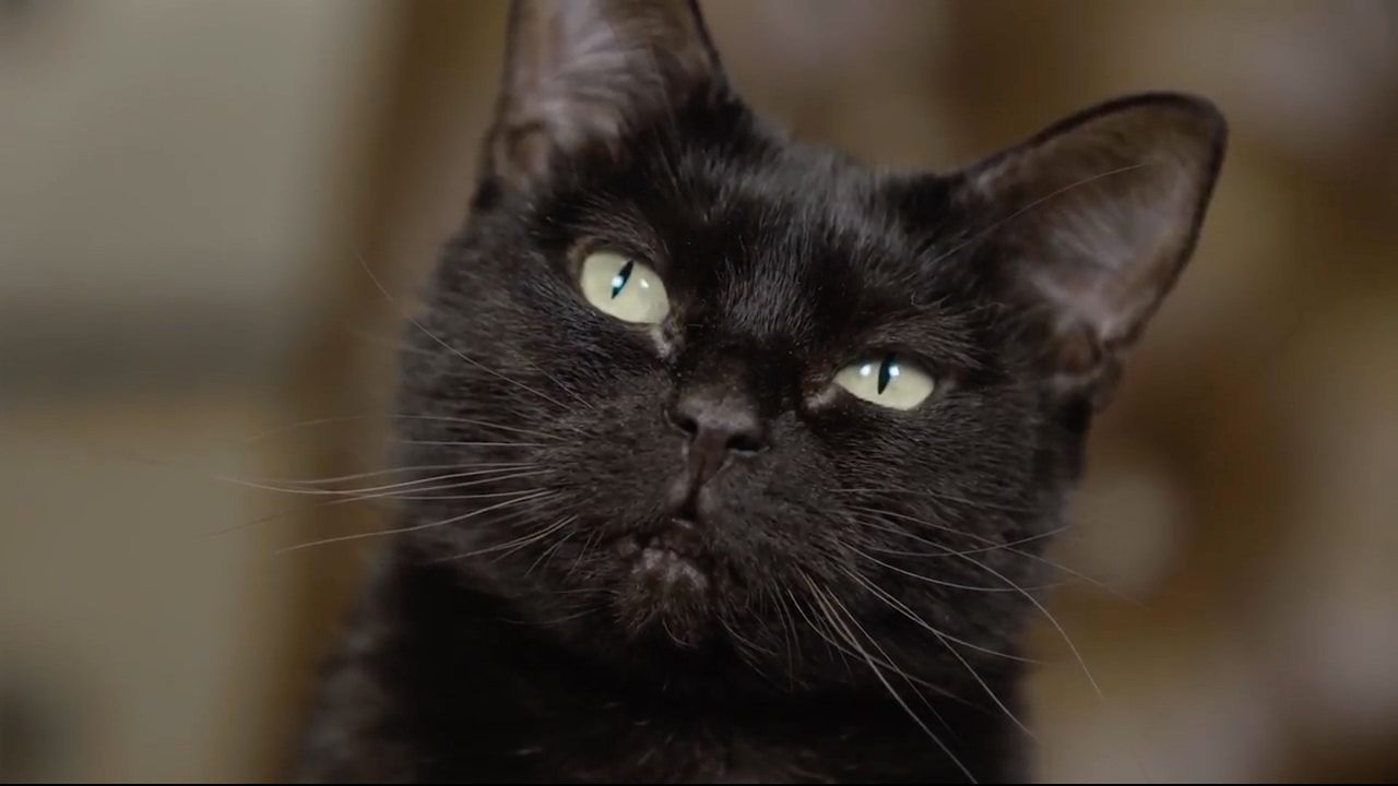 NERVOUS Short Film About Dating And Cats YouTube