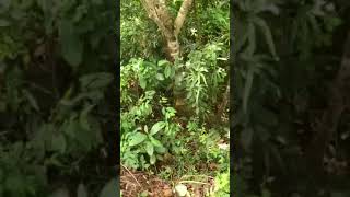 mo's land watch and cleaning