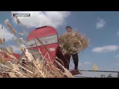 انعكاسات تهاوي الجنيه المصري أمام الدولار