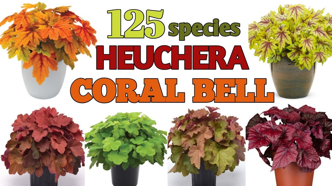 125 Coral Bells Plant Varieties/ Heuchera Plant varieties names / Plant and planting
