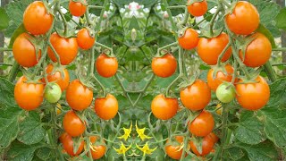 زراعة الطماطم السوبر سويت |  Amazing Tomato super sweet