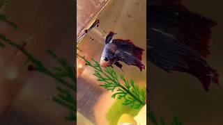 my cute betta fish 🐠 Fighter fish #shorts #aquarium #food #fishtank #cutefishos