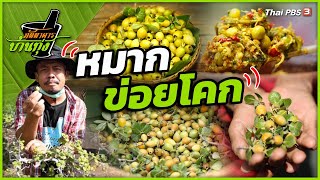 หมากข่อยโคก | ภัตตาคารบ้านทุ่ง