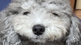 The Reason Why This Korean Silver Poodle Is Sick.