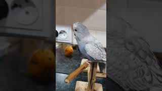 Ася , крупным планом!
