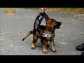 TOP 10 PERROS POLICÍA MÁS LETALES Y EFECTIVOS DEL MUNDO