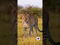 How Leopards Choose the Perfect Moment