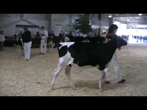 Spring Heifer Calf - Northeast Fall National