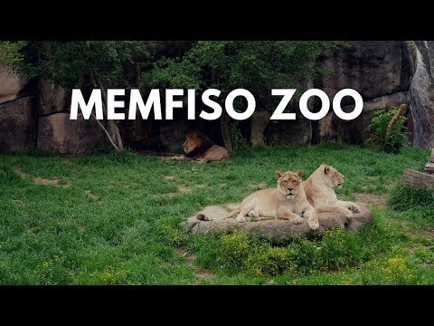 Video: Memfio zoologijos sodo lankytojų informacija