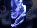 #octopus