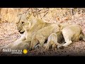 Cubs and Their Mothers in the Wild