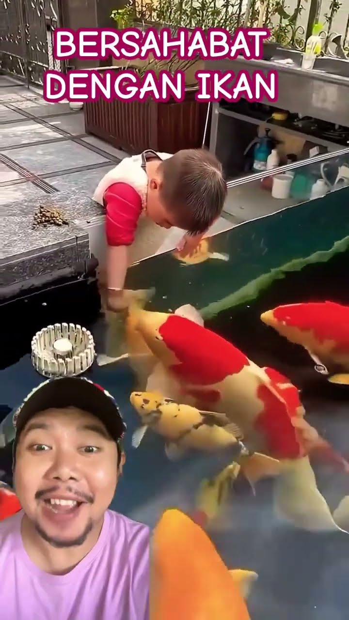 BERSAHABAT DENGAN IKAN GEMOY!? #funny #ikankoi #cute #ikanhiaskoi #cutebaby