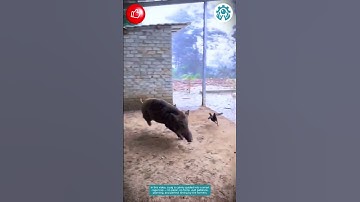 Smart Trap to Catch a Pig! 🐷💡 🐖✅ #001