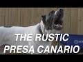 THE PRESA CANARIO DOG YOU DIDN'T KNOW WAS A PRESA