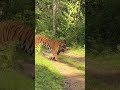 Tiger ЁЯРЕ Killed A Deer ЁЯШ ЁЯШ Wildlife Tiger Animals Tiger ЁЯРЕ Killed A Deer ЁЯШ ЁЯШ Wildlife Tiger Animals