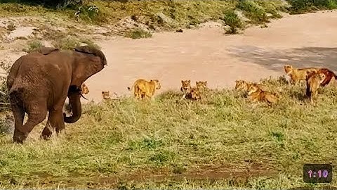 Elephant Teaches 20 Lions That He