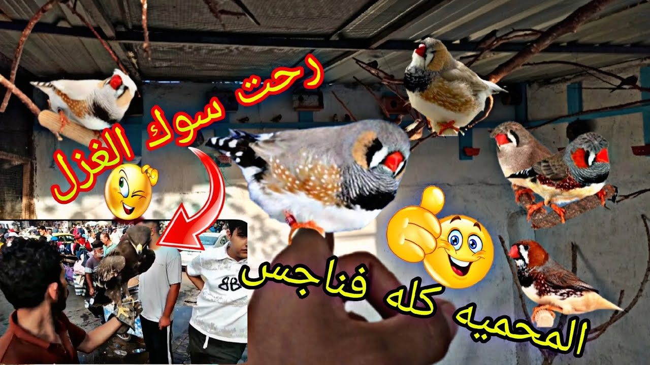رحت السوك الغزل 🐓 واشتريت فناجس 🐦