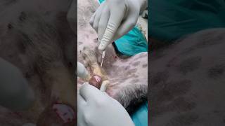 Castration in a dog
