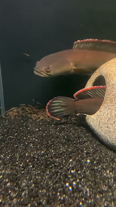 MMA Shorts : Snakehead Fish Fry’s | Channa Fish Fry’s