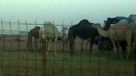 دحيم الحماد تلاوة في ق ١٤٣٢ ه