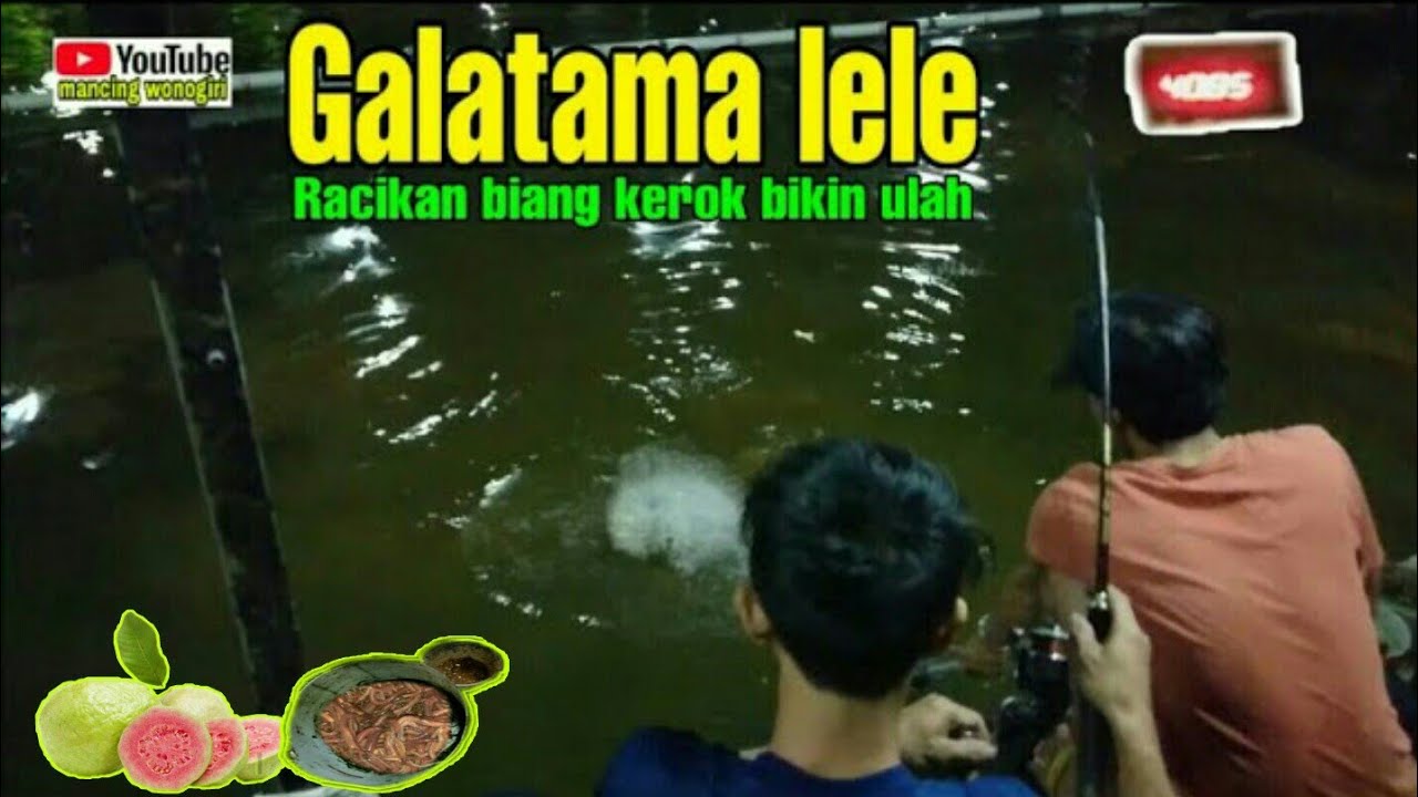 UMPAN GALATAMA LELE MALAM HARI AIR HIJAU