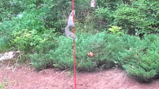 Squirrel fail