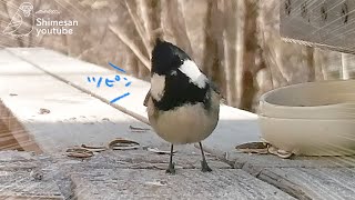 【つぴんつぴん】ヒガラのめちゃ澄んだ鳴き声！！（2023/1/19）