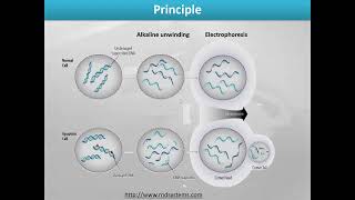 Sperm DNA Fragmentation Assay (Comet Assay)