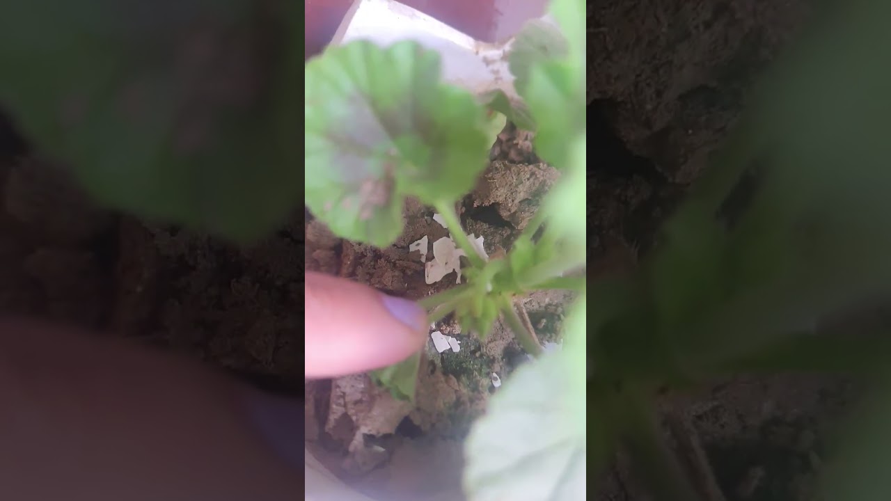 Geranium- Stem cutting 