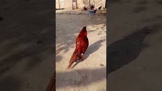 Beautiful Aseel Rooster Crow 🐓 | Natural Walk &amp; Village Style