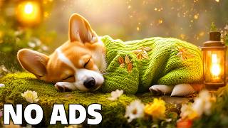 12 Hours Of Relaxing Soft Music For Dogs 🌌Light Harmony Music For Dogs 🐕Warm Melody Music For Dogs