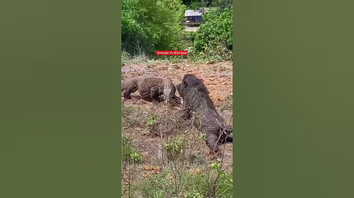 OMG! Komodo vs Wild Boar #shorts