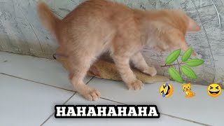 Anak Kucing Sedang Bermain Dengan Daun..!!! Bertingkah Lucu Dan Menggemaskan... by Kucing Desa 28 views 1 year ago 6 minutes, 9 seconds