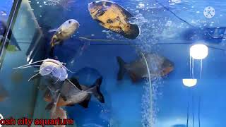 @oshcityaquarium3387 Fish Andijan baliqlar obzor.. Зоомагазин Андижан обзор рыбки..