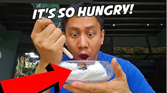Saving A New Baby Bird 🐦 | Vlog #1824