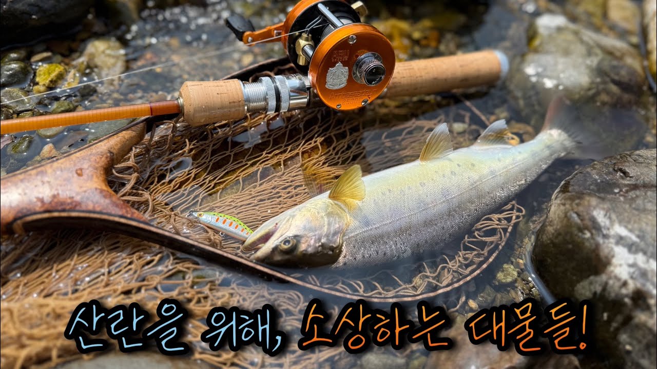 산란을 위해 소상하는 대물 산천어들! 하류에 있습니다!
