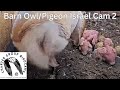 Live barn owlpigeon israel cam 2   the charter group of wildlife ecology