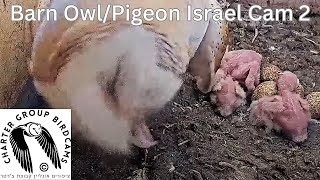 LIVE Barn Owl\/Pigeon Israel Cam 2| תנשמת | The Charter Group of Wildlife Ecology
